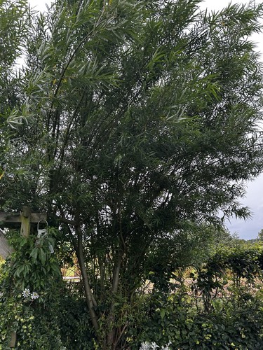 Willow plants pack of 10 - willow,