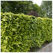 20 Green Beech Hedging Plants 2 Year Old, 1-2ft Grade 1  Hedge Trees 40-60cm