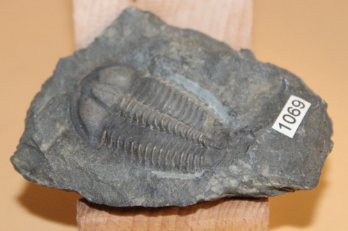 Conocoryphe sulzeri middle - conocoryphe,