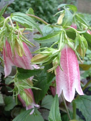 Campanula elizabeth 9cm - campanula, a