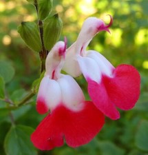 1 X Healthy Jumbo Salvia Hot Lips  Plug Plant