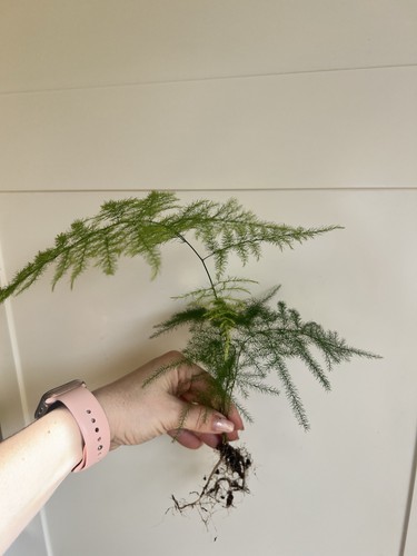 Asparagus fern plant - fern, plumosus