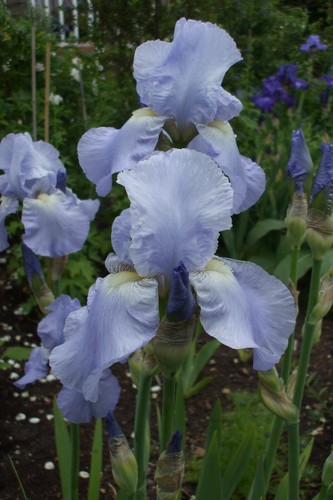 Iris germanica flax blue - iris,