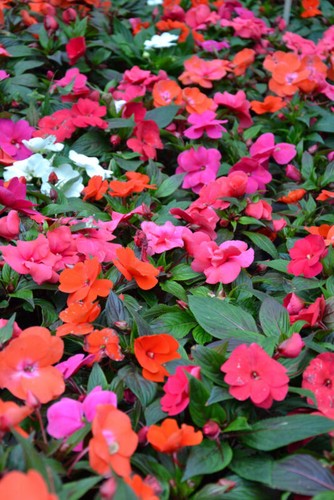 Impatiens busy lizzie dwarf - busy,