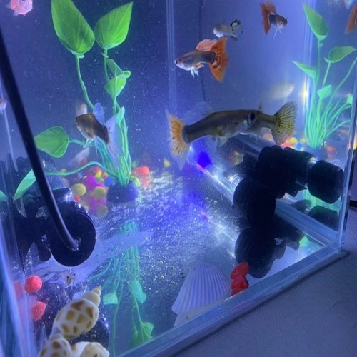 Aquarium fish tank - aquarium, pond