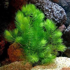 6x Hornwort Pond weed & Aquarium Oxygenating Fish Tank Live Water Plant Weed