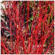 Cornus Alba 'Sibirica', Red
