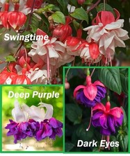 FUCHSIAS x12  "Variety Pack"