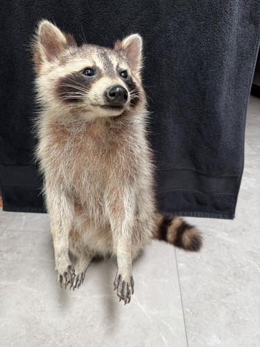 Taxidermy racoon 20 - racoon,