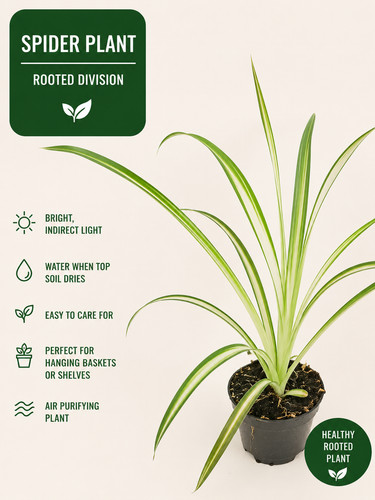 Spider plant chlorophytum - spider,