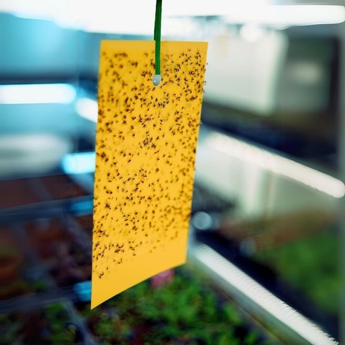 Yellow sticky insect - yellow,