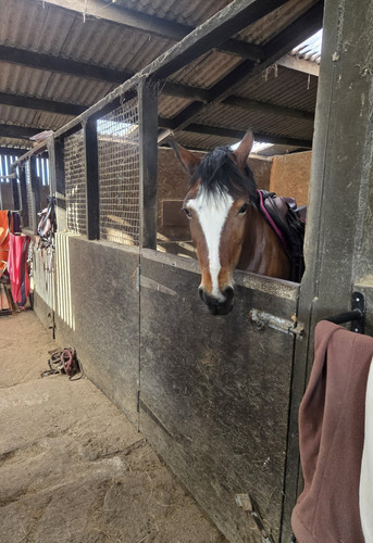 Horse stable box - stall, fronts