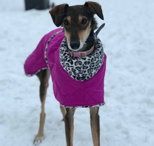 Waterproof dog coat - dog,