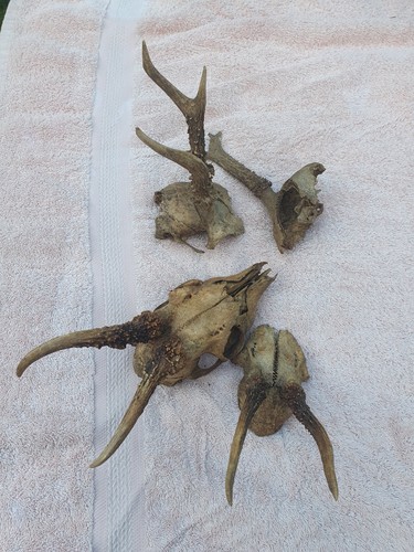 Roe deer antlers job - roe,