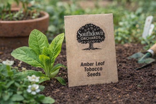 Amber leaf tobacco seeds - tobacco,
