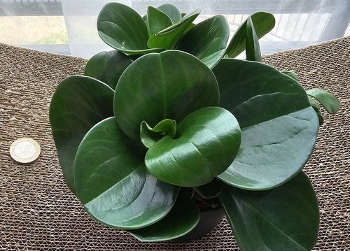 Peperomia obtusifolia green - peperomia,
