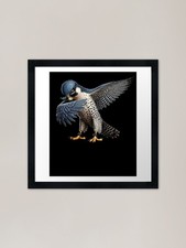 Dabbing Peregrine Falcon Bird