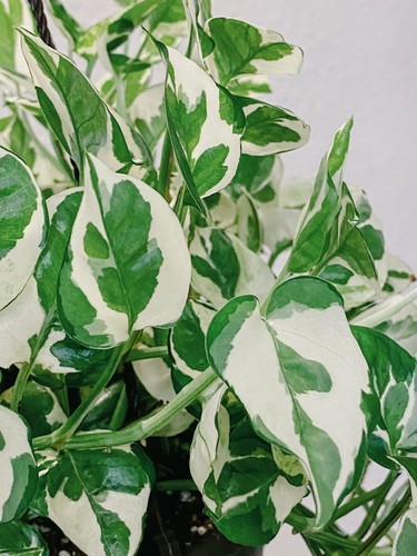 Pothos pearls and - jade, 3