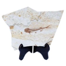 Fish Fossil Real from Western