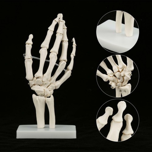 Medical anatomical life size - medical, life-size
