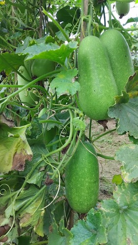 Bangladeshi wax gourd seeds - bangladeshi,