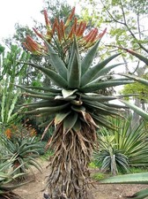 Aloe Marlothii - Mountain Aloe Vera - 10 x Succulent Plant Seeds
