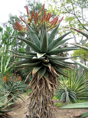 Aloe marlothii mountain - marlothii,