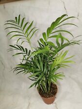 3 x Parlour Palm plants 30-35