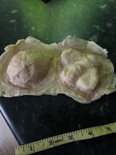 Clearance Rubber Latex Mould A