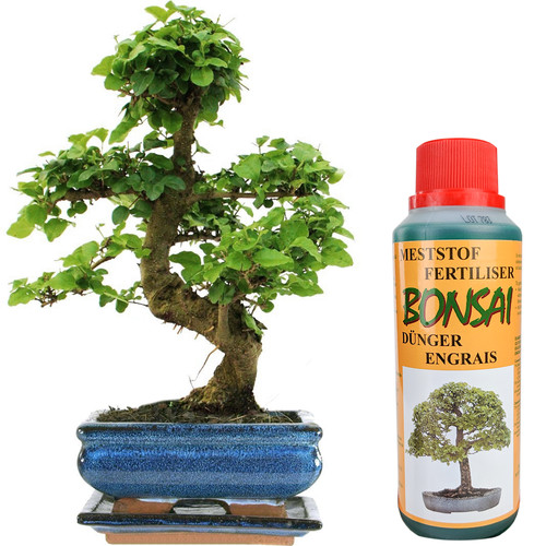 Bonsai ligustrum tree live - bonsai,