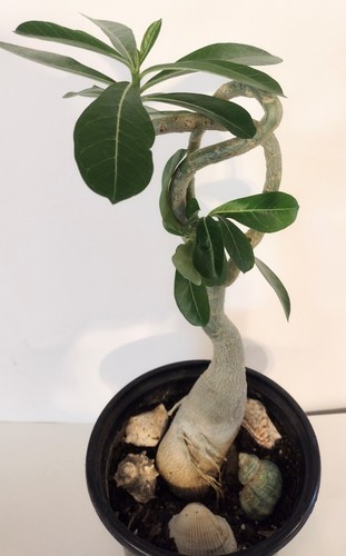 Desert rose live - rose, plant