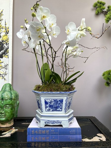 Traditional hexagon orchid - hexagon,