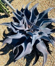 MANGAVE NIGHT OWL (3L) – RESISTENTI