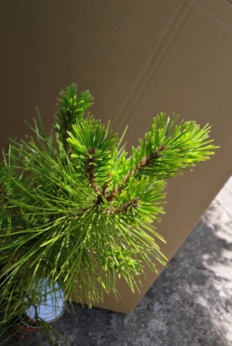 Pinus densiflora japanese red - pinus,