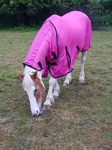 Day sale new design horse - day,