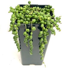Senecio Rowleyanus String of