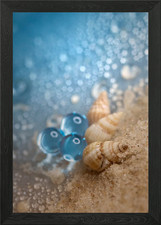 Snail shells on the beach