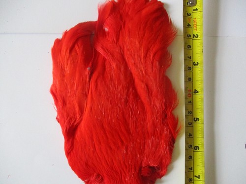 Hen neck cape indian - hen, hot
