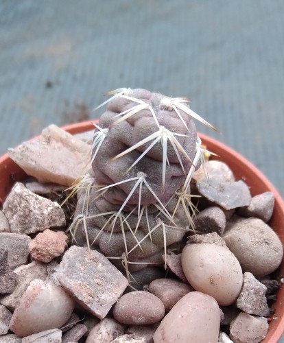 Tephrocactus geometricus