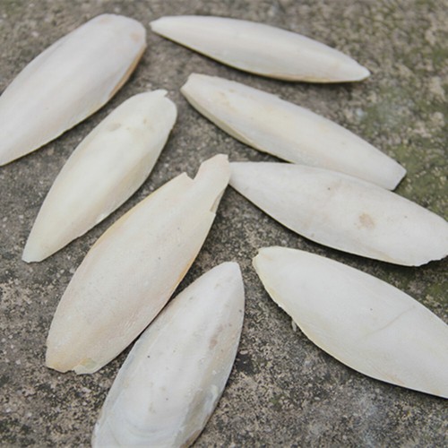 Natural cuttlefish bone 10cm - cuttlefish,