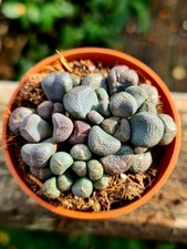 Aloinopsis Schoonesii | Living