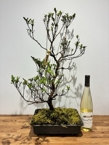Bonsai satsuki azalea hanabin - satsuki,