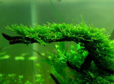 CHRISTMAS MOSS live plant - bogwood redmoor carpet aquarium fish tank java root