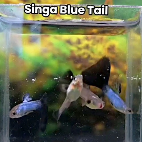 Singa blue tail guppy pair - singa,