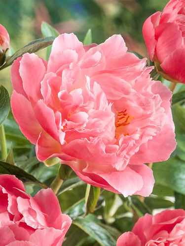 Peony hawaiian coral pink - peony,