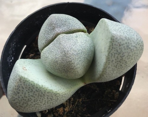 Pleiospilos nelii split rock - pleiospilos,