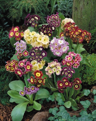 Primula auricula mixed - auricula,