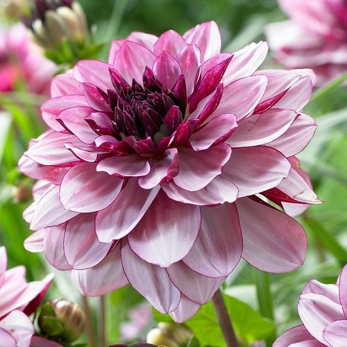Dahlia decorative crème - decorative,