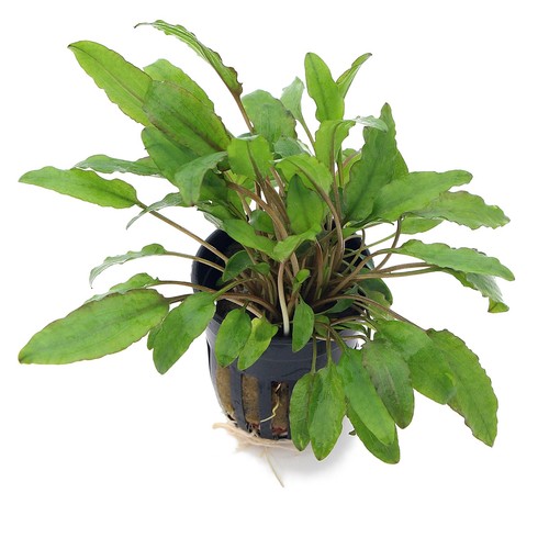 Cryptocoryne wendtii green - cryptocoryne,