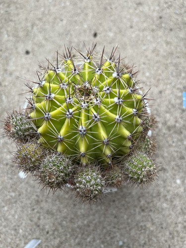 Echinopsis cactus pups - 3x,